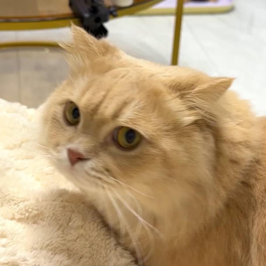 椰子是个矮脚猫