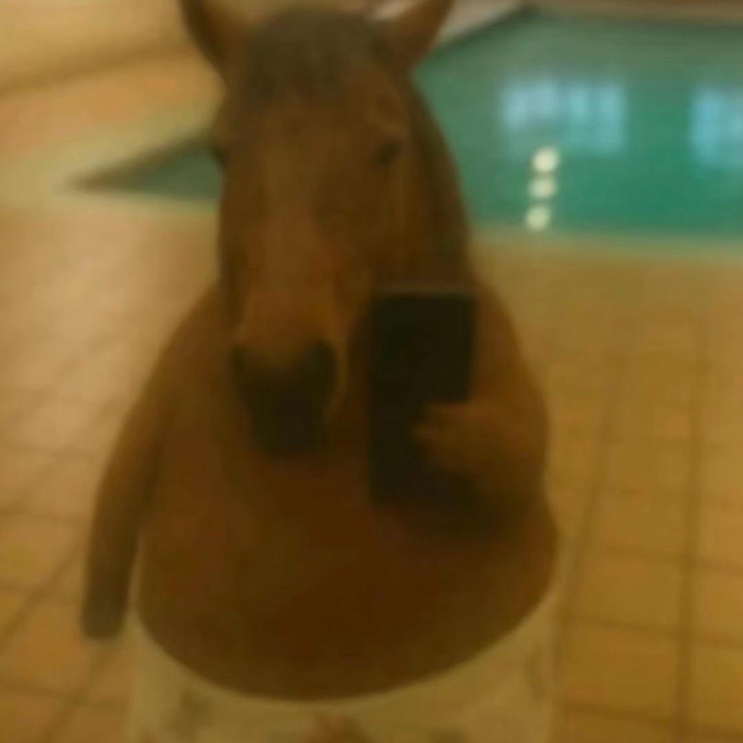 AAA  猪饲料批发