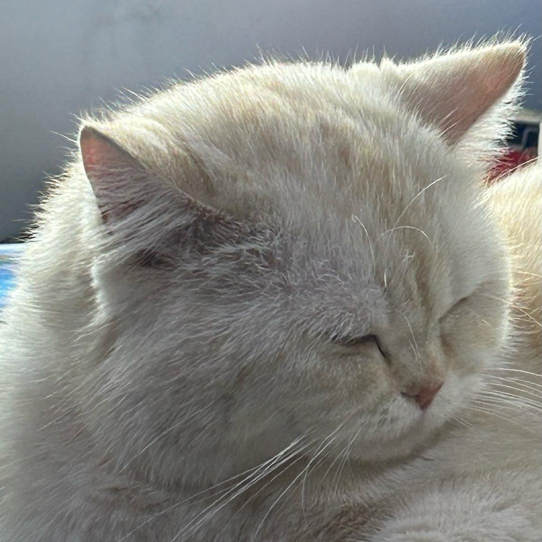 大华是猪