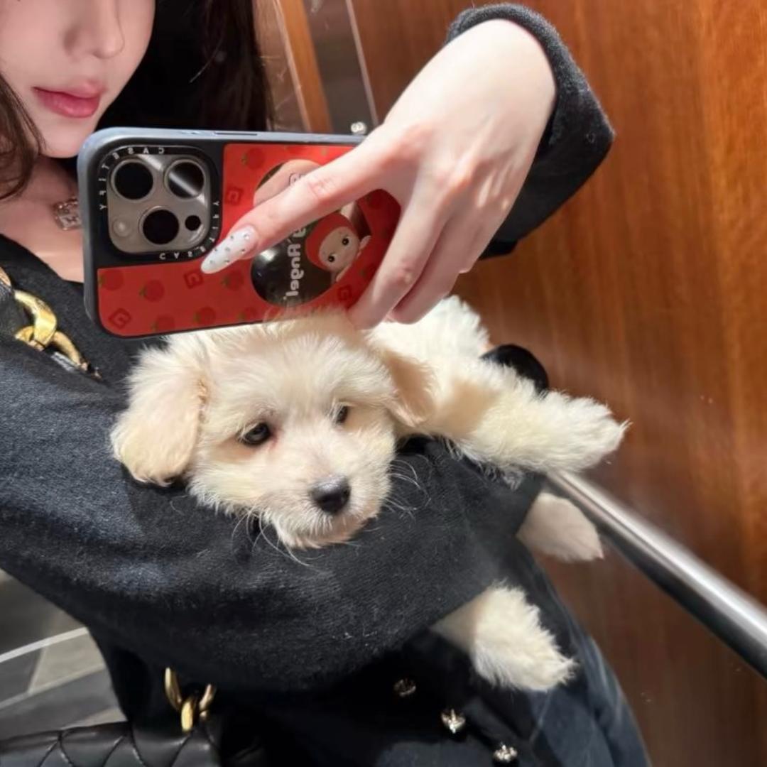 番茄你个西红柿