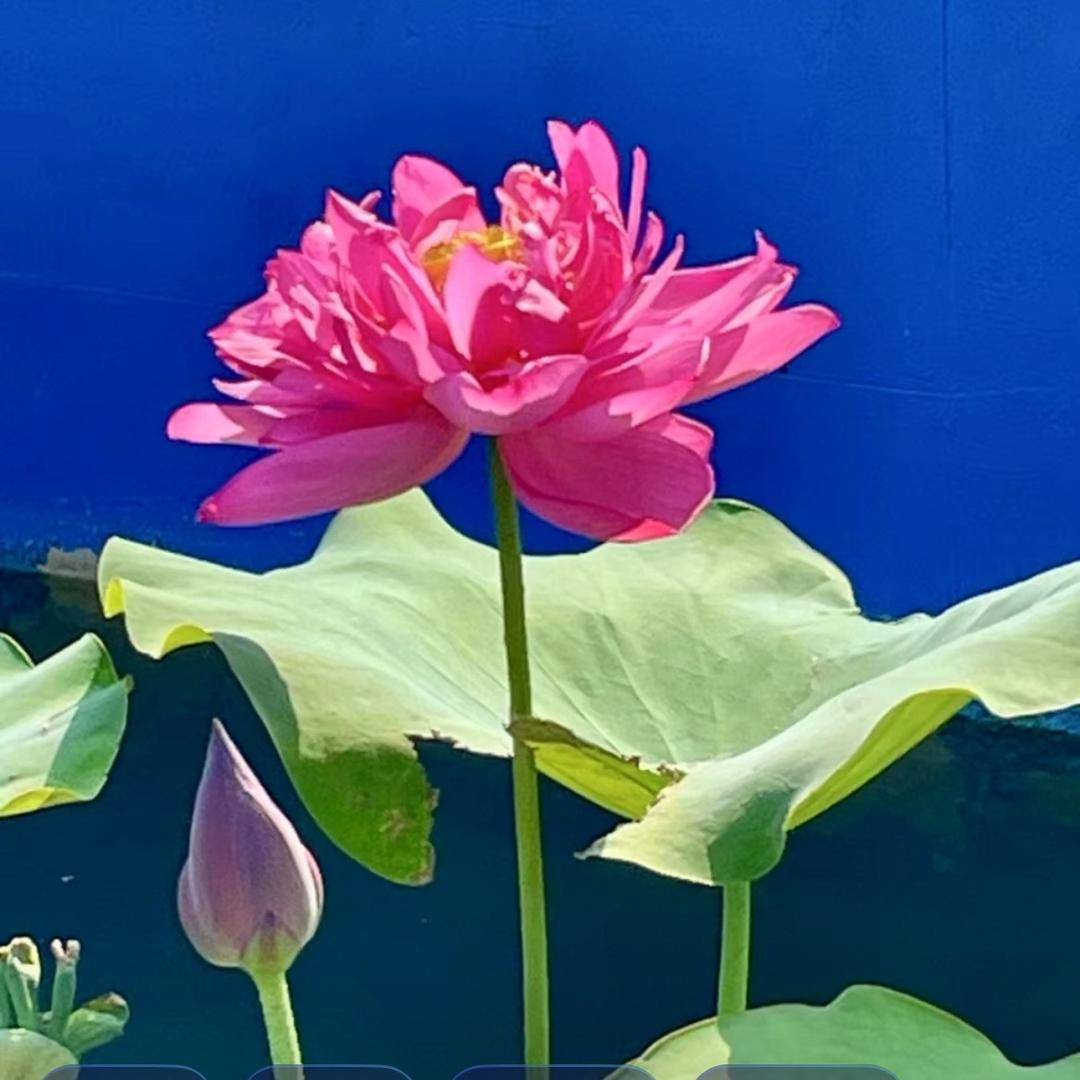 ℒℴѵℯ·挽春·ꦿ໊ོ