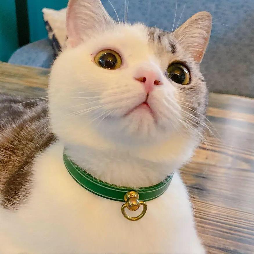 猫狗用品批发