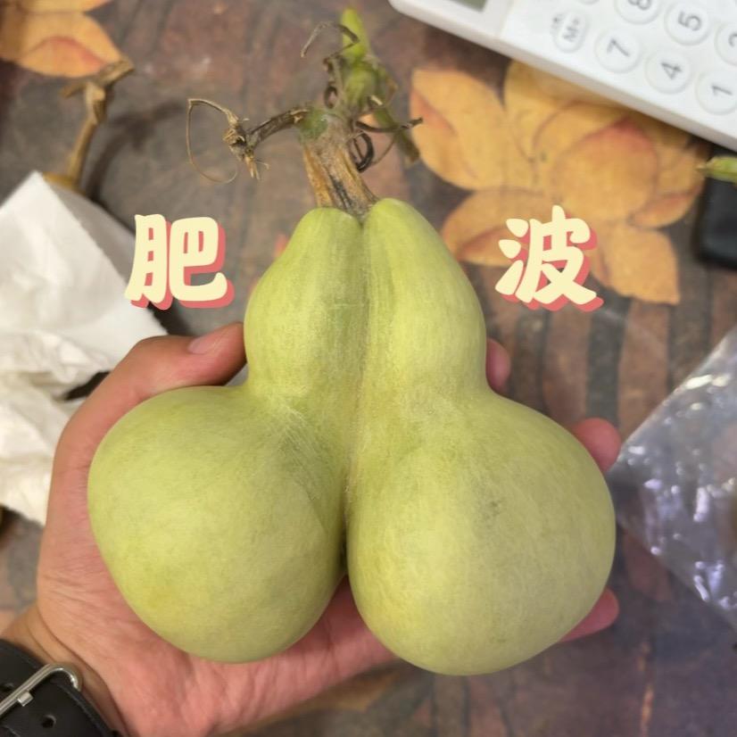 肥波葫芦批发 (小号)