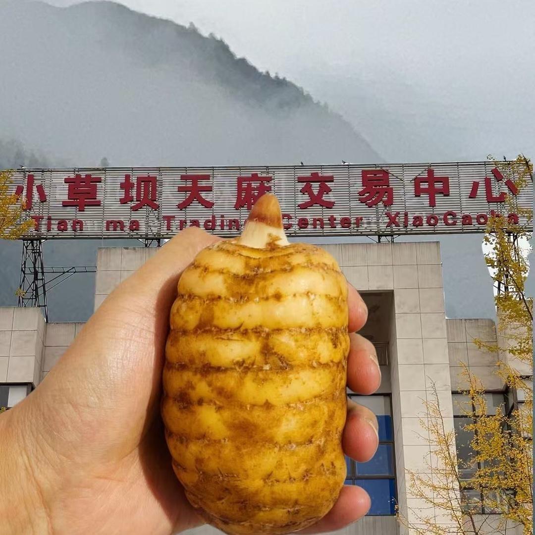 山野小草坝天麻