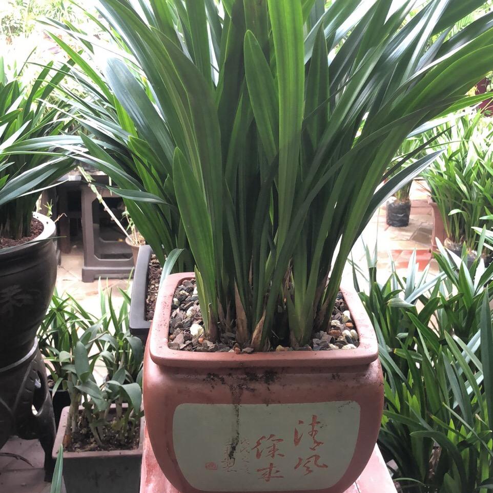 啸看風雲淡