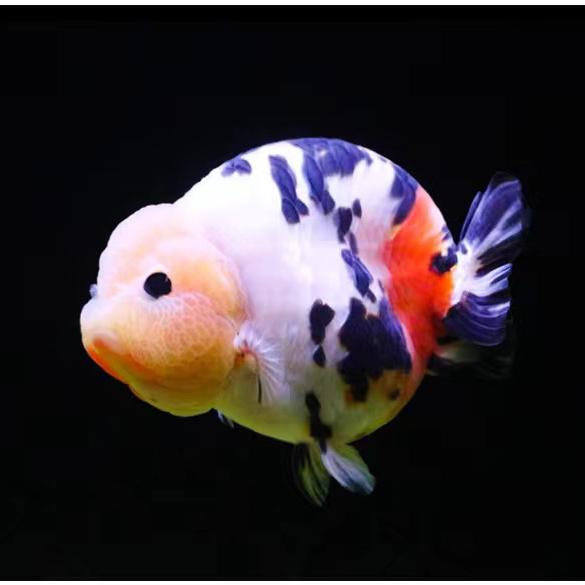 仁渔水族馆