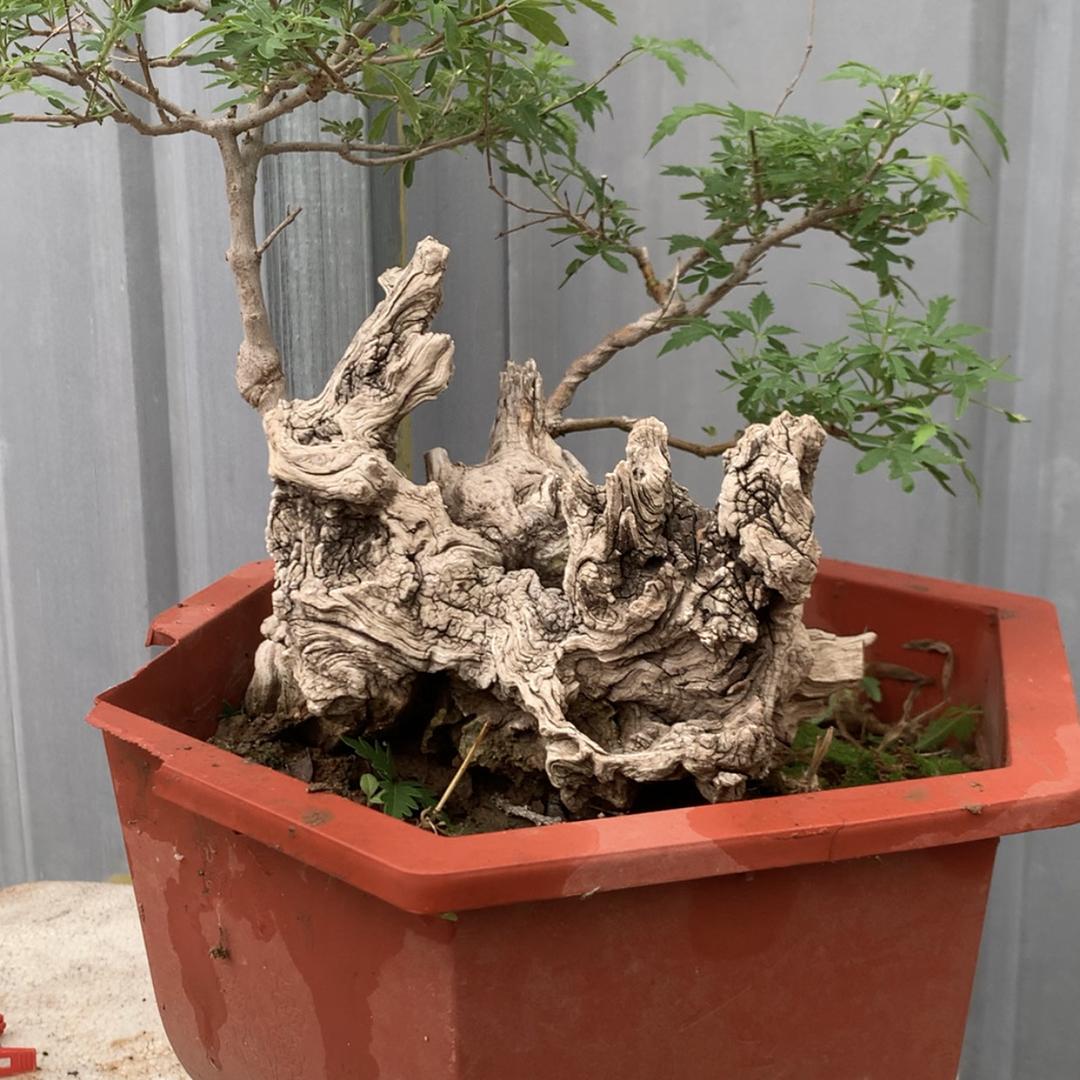 善行盆景