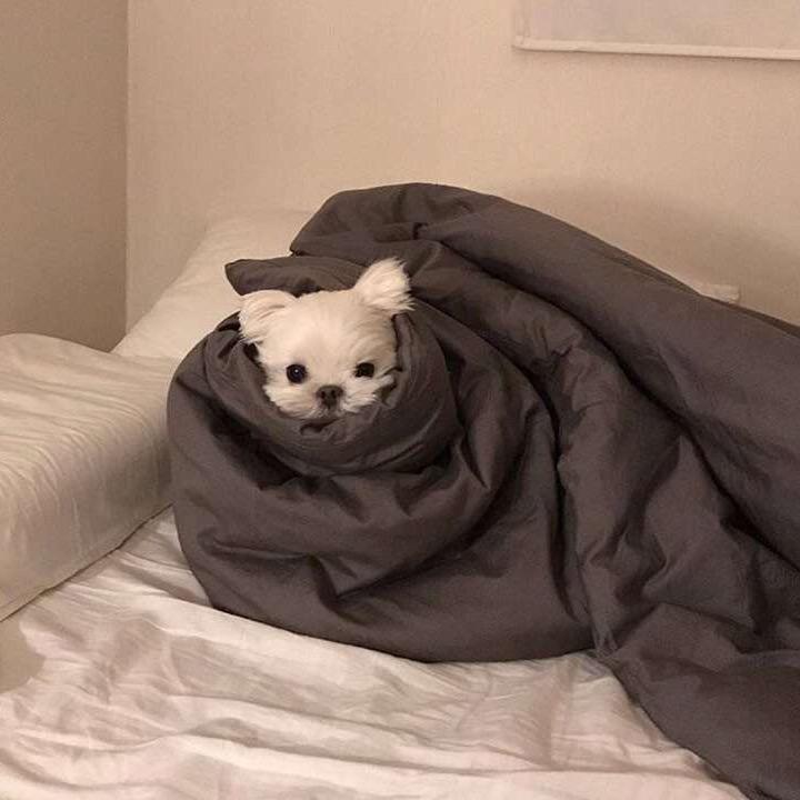 浅