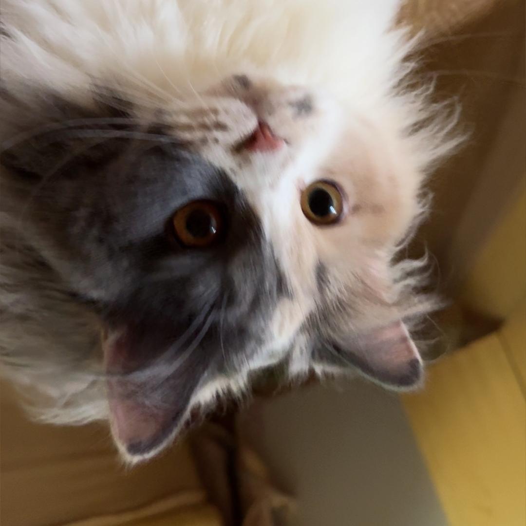 猫猫🐈‍⬛