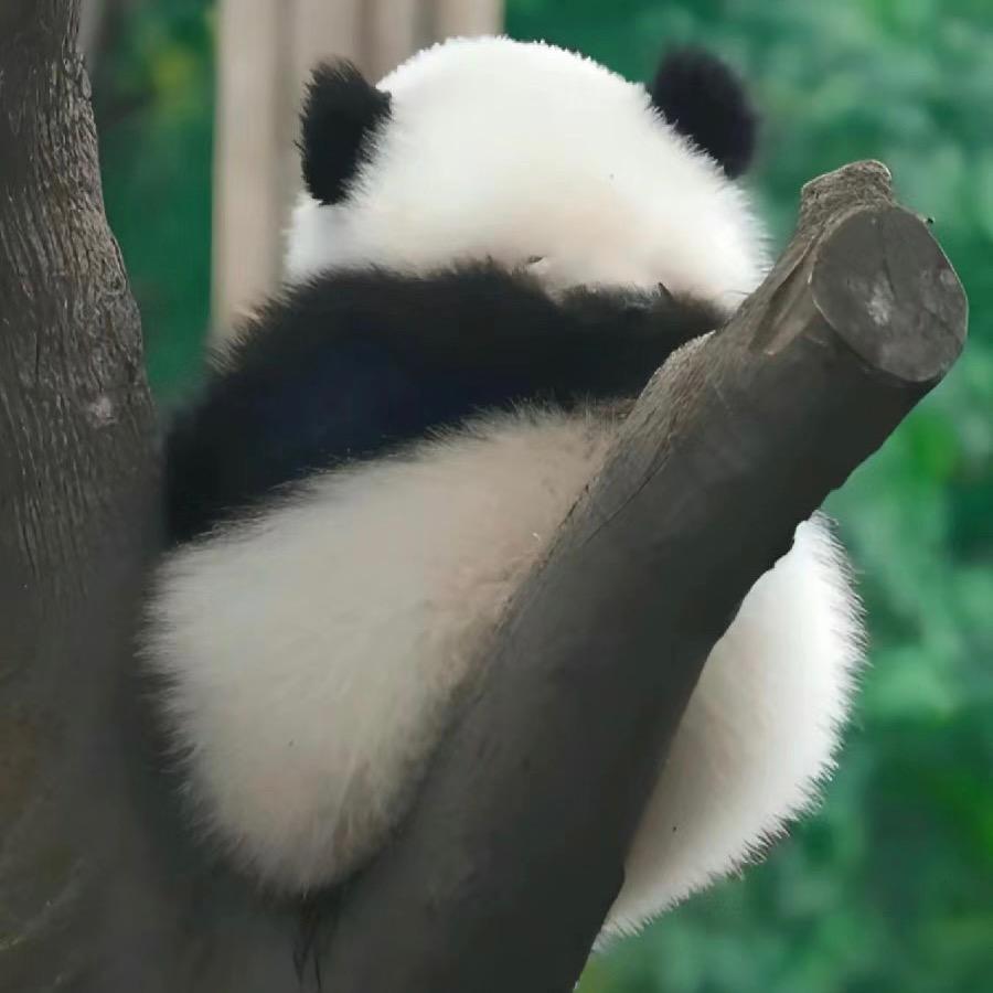 Cc~