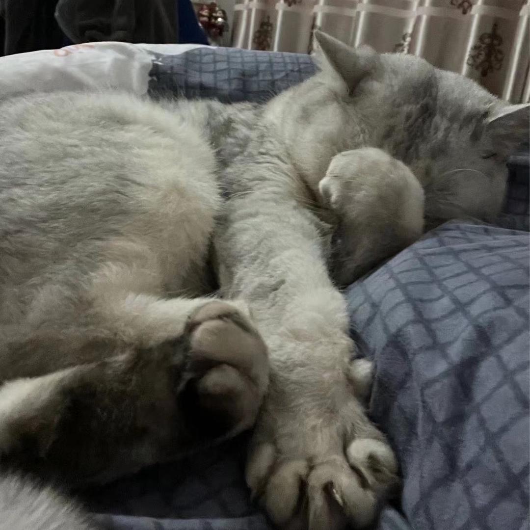傻🐈🐈‍⬛