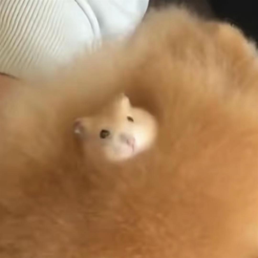 额施金迪佛惹🌶️