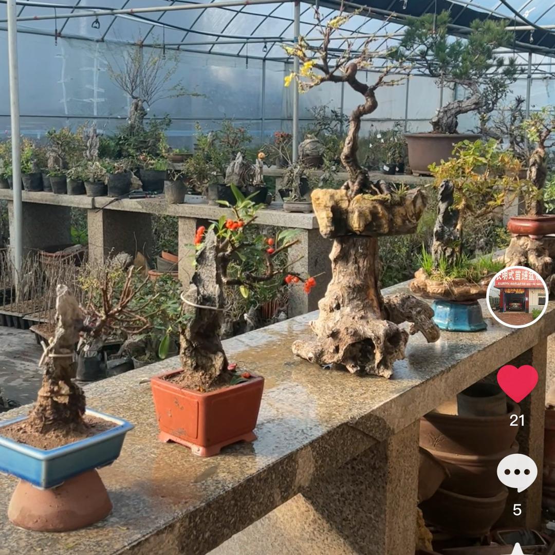 王长明附石盆景