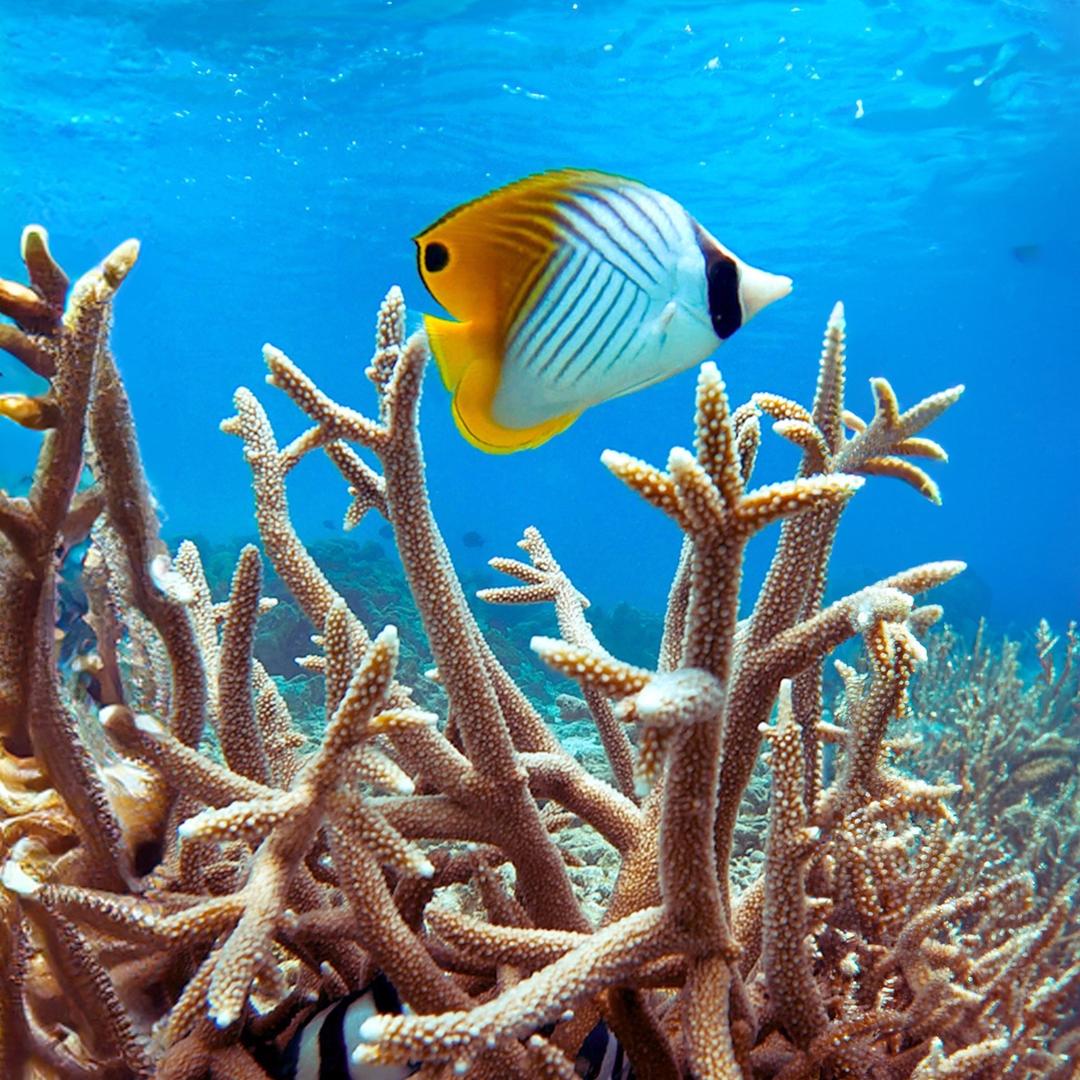 一誓🪸（海水玩家）