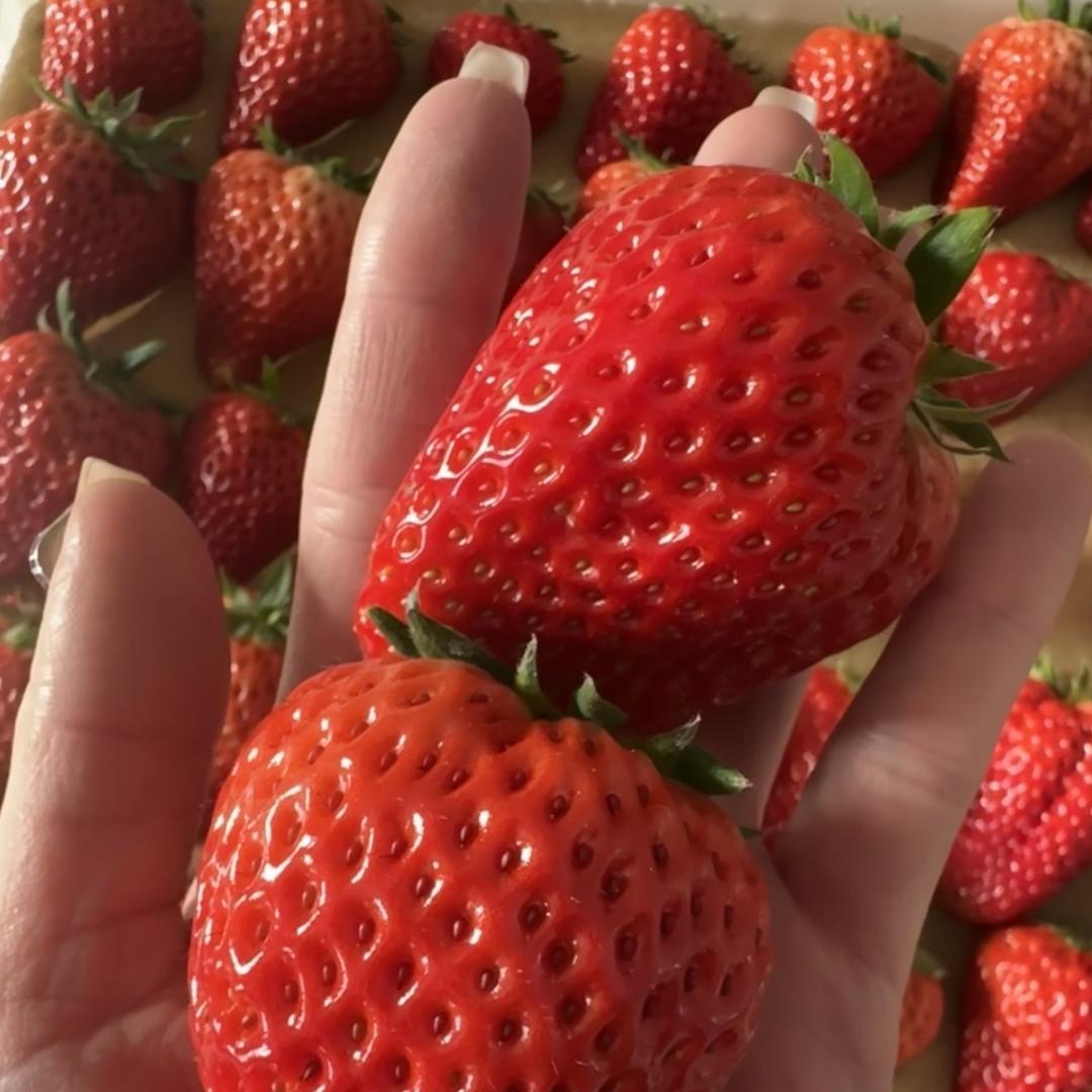 丹东九九草莓原产地直发
