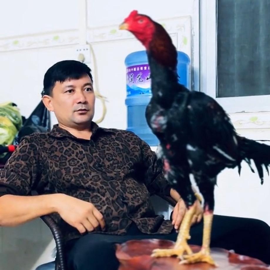 战斗鸡小号