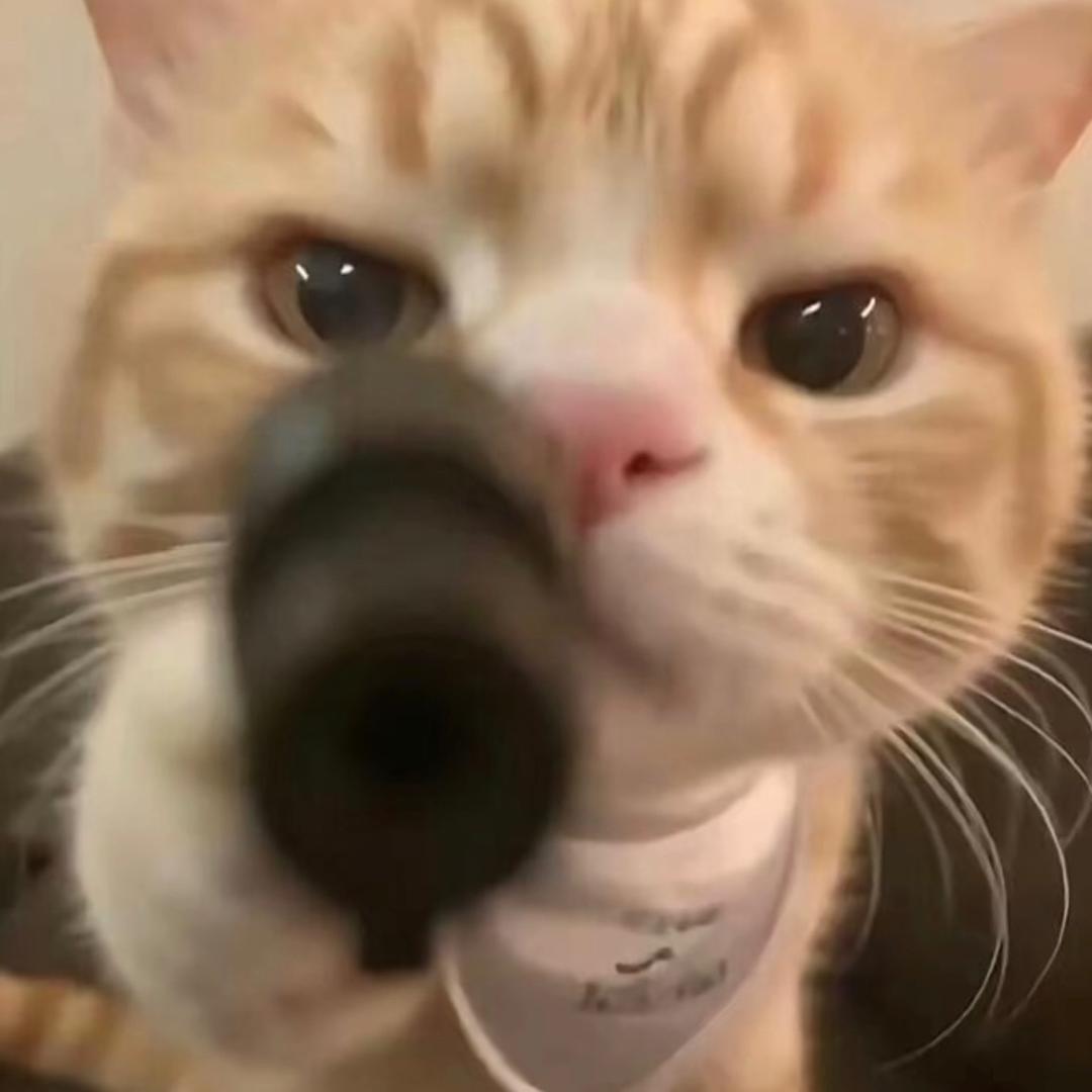 爹