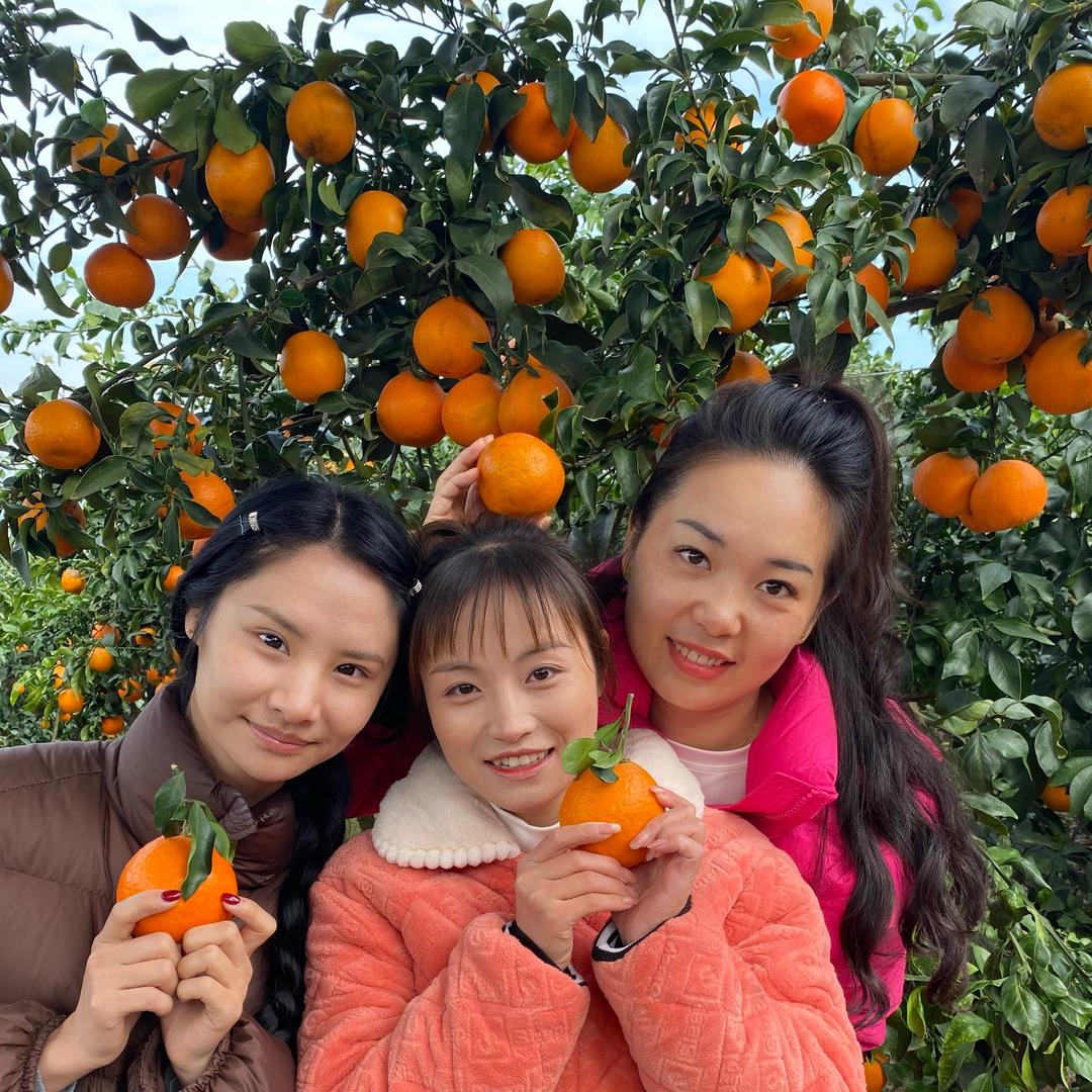自家果园（春见耙耙柑）