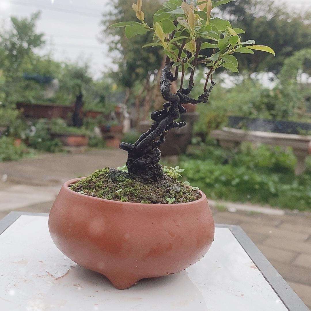 金弹子盆景各种花卉