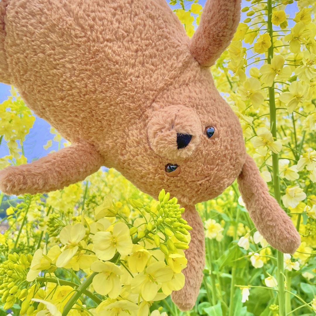一朵小宅花