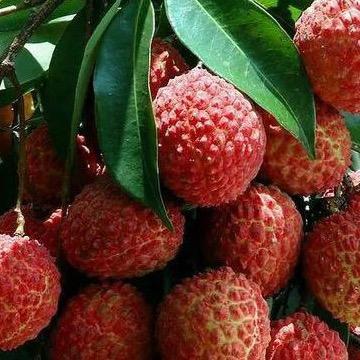 小鲜果果农合作社