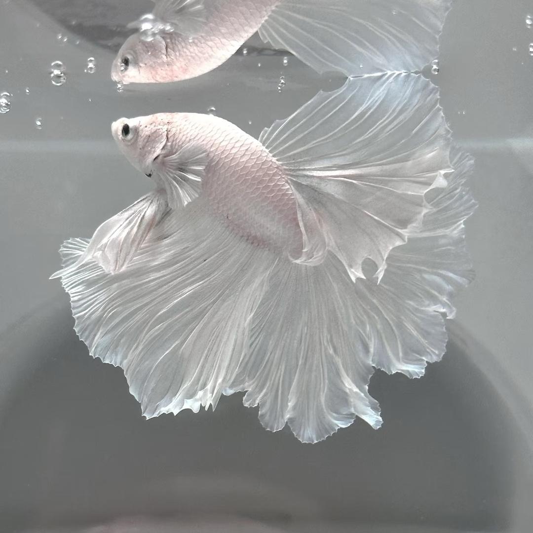 🐟🐟