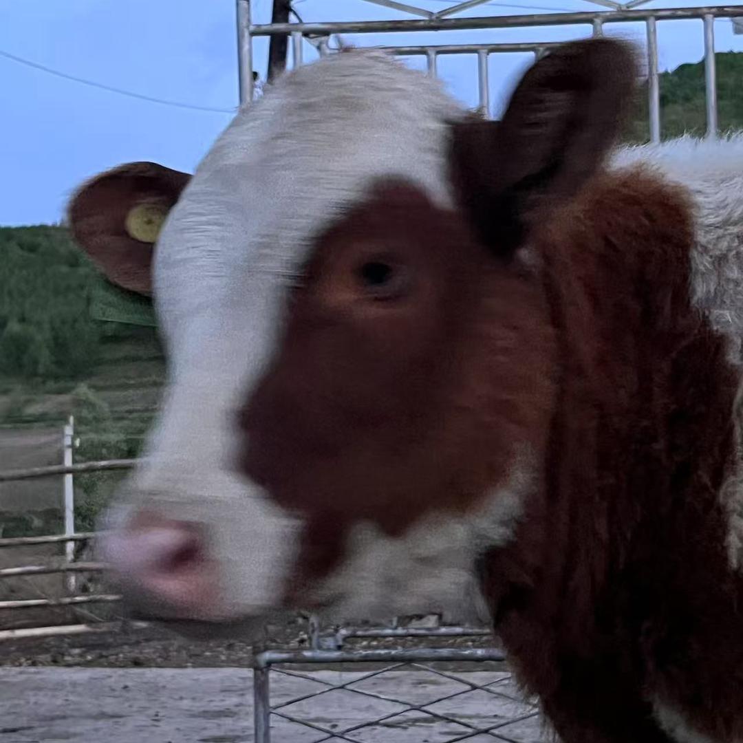 AAA.肉牛专业养殖批发商（后台私）