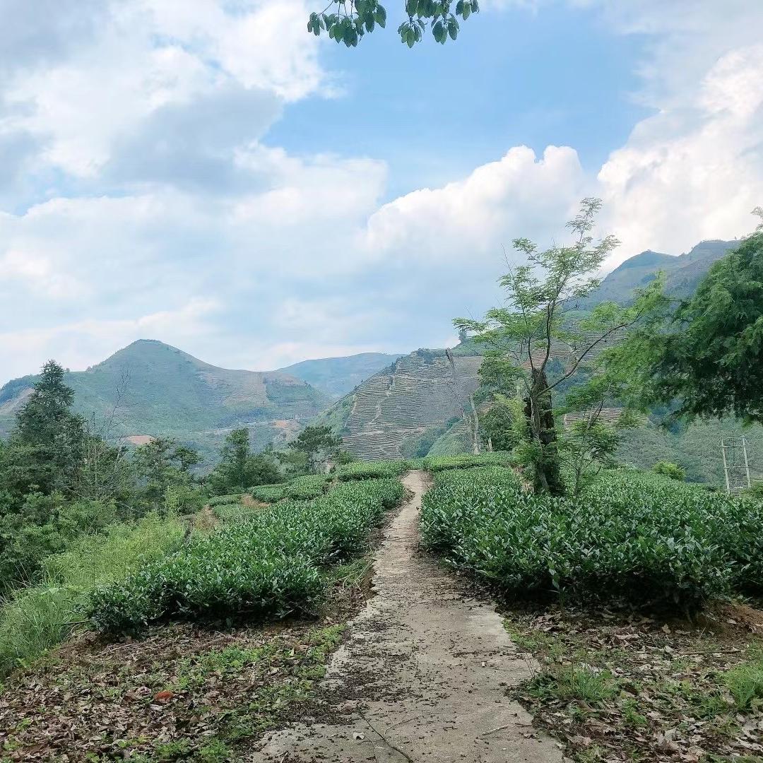 吴入茶途茶铺