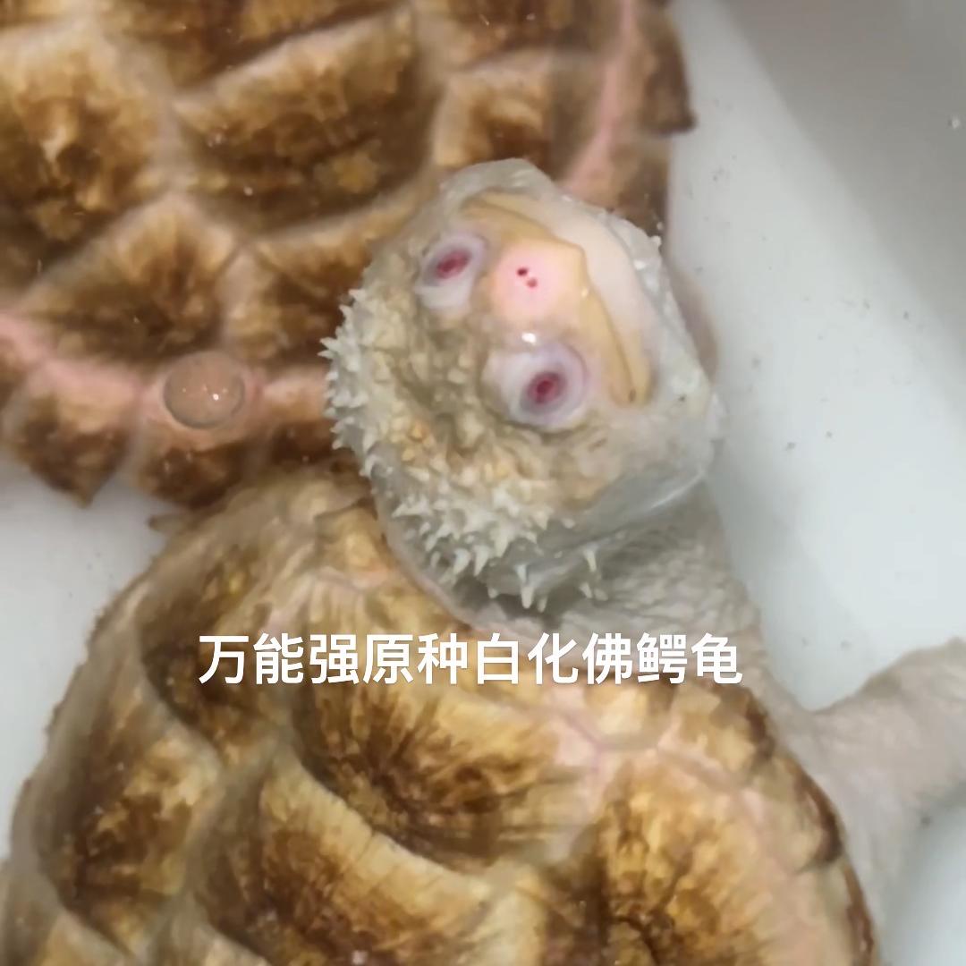 万能强白化佛鳄