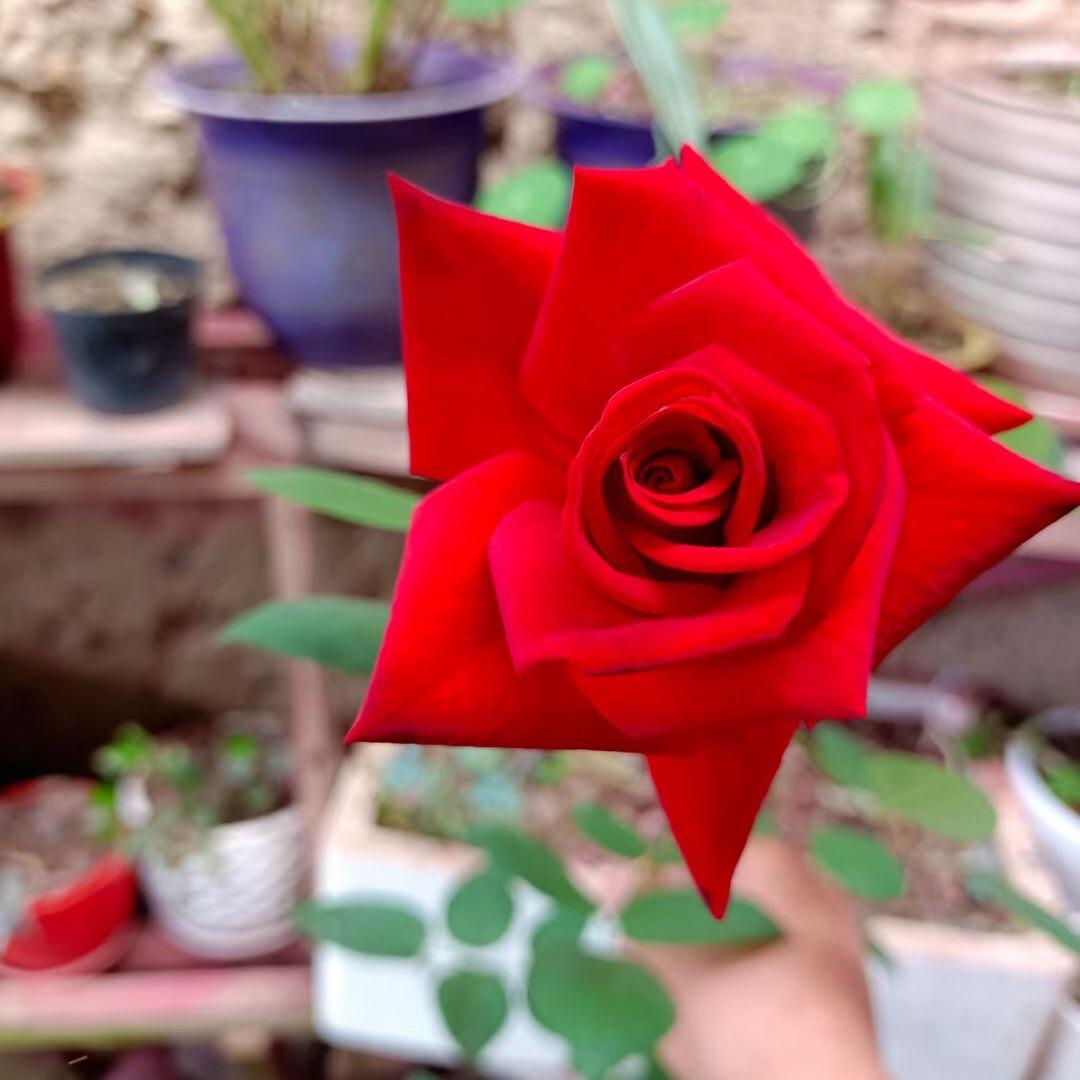 🐲木鑫🐍米𨰻🐭の麻麻🐉