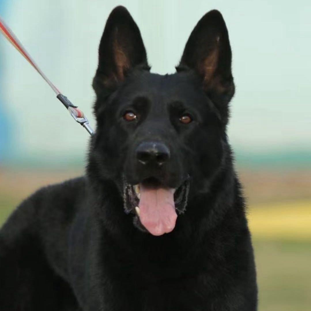 王源（小眼睛犬舍）