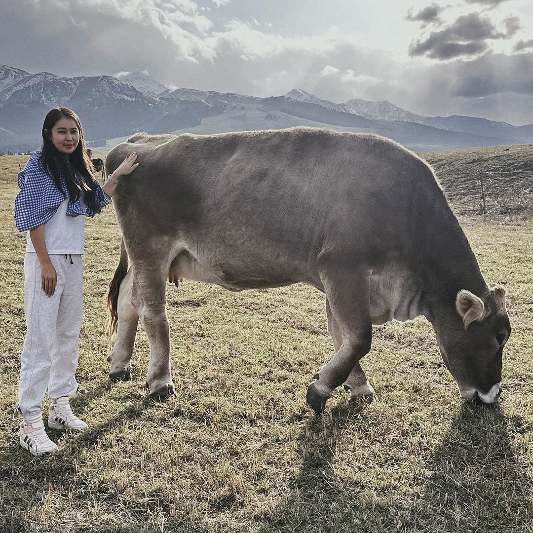 新疆养殖奶牛人🐮