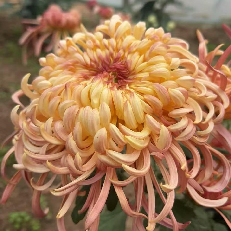 清花舍