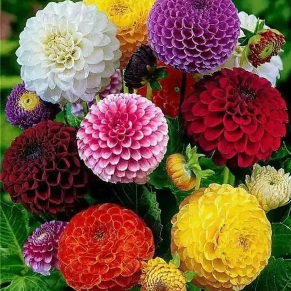 花开花落