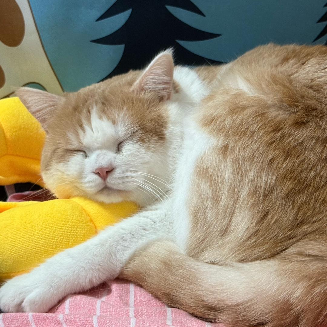 我的室友是只喵