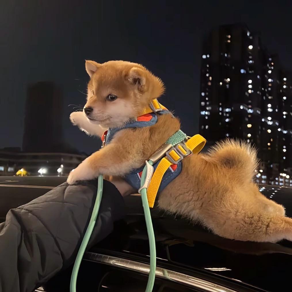 别怕我伤心