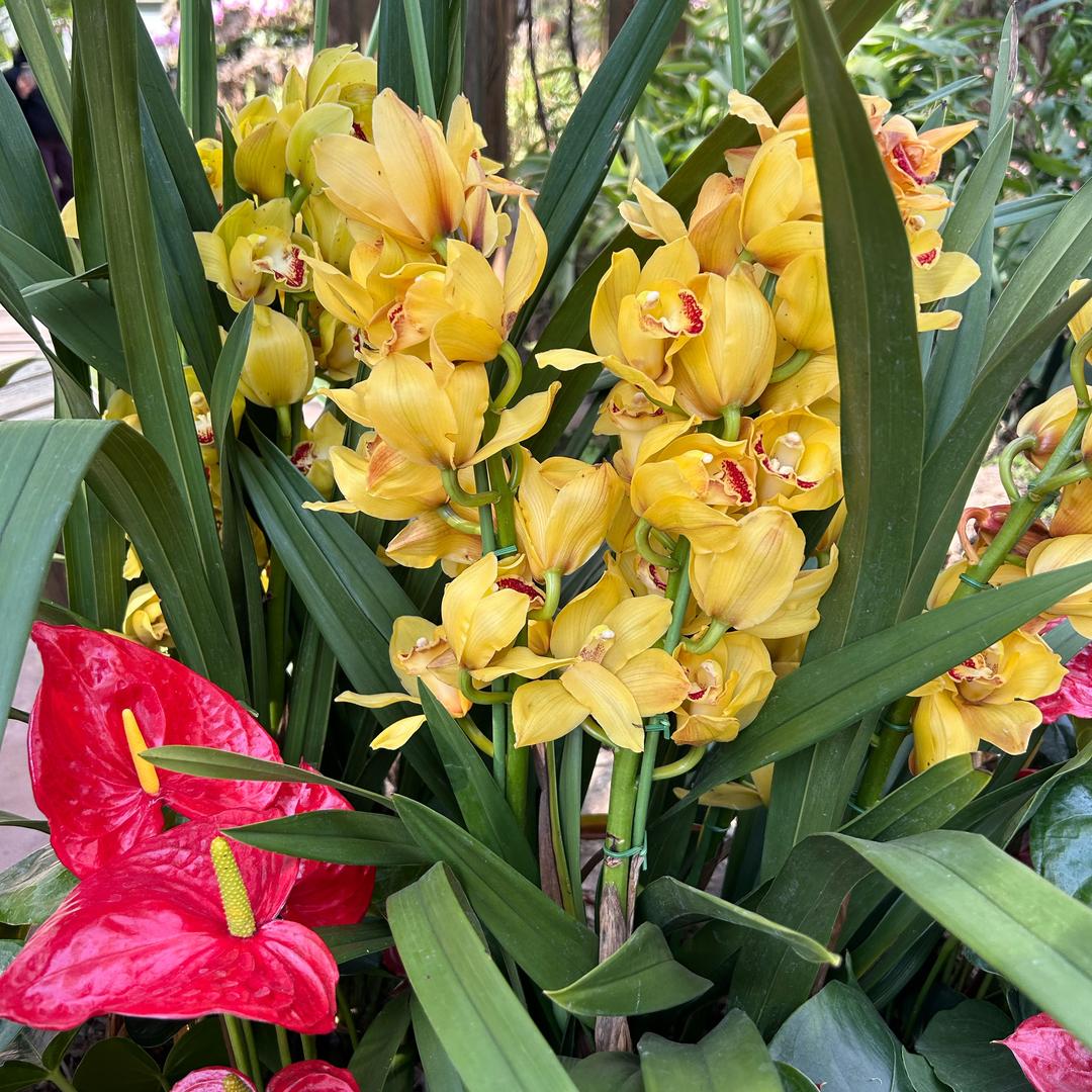 花为谁开