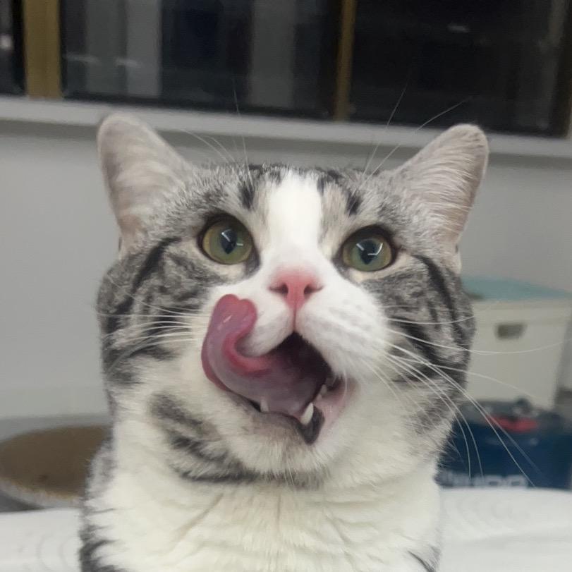 不给抱的麻团团。