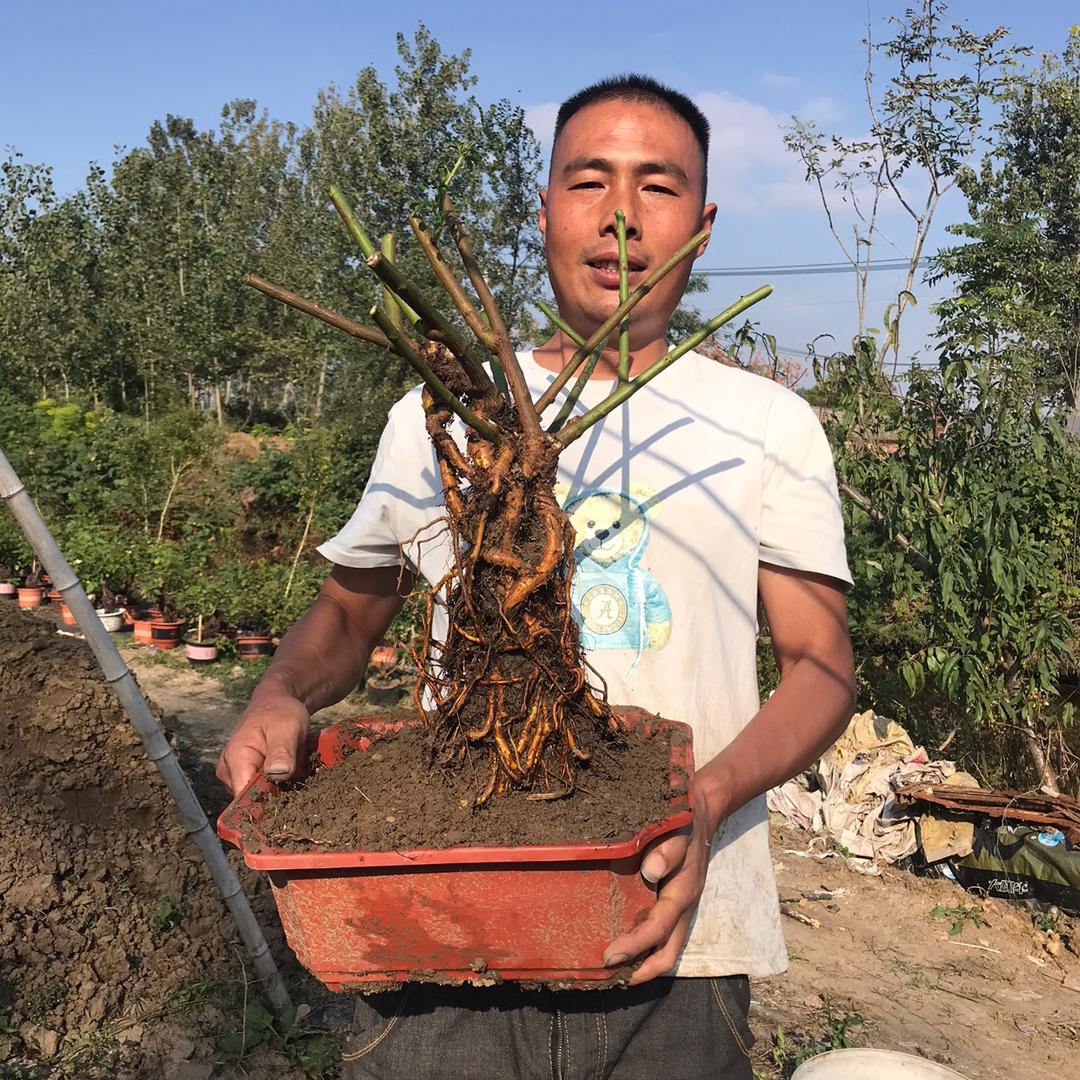 丁家鼎好高提根多色月季园