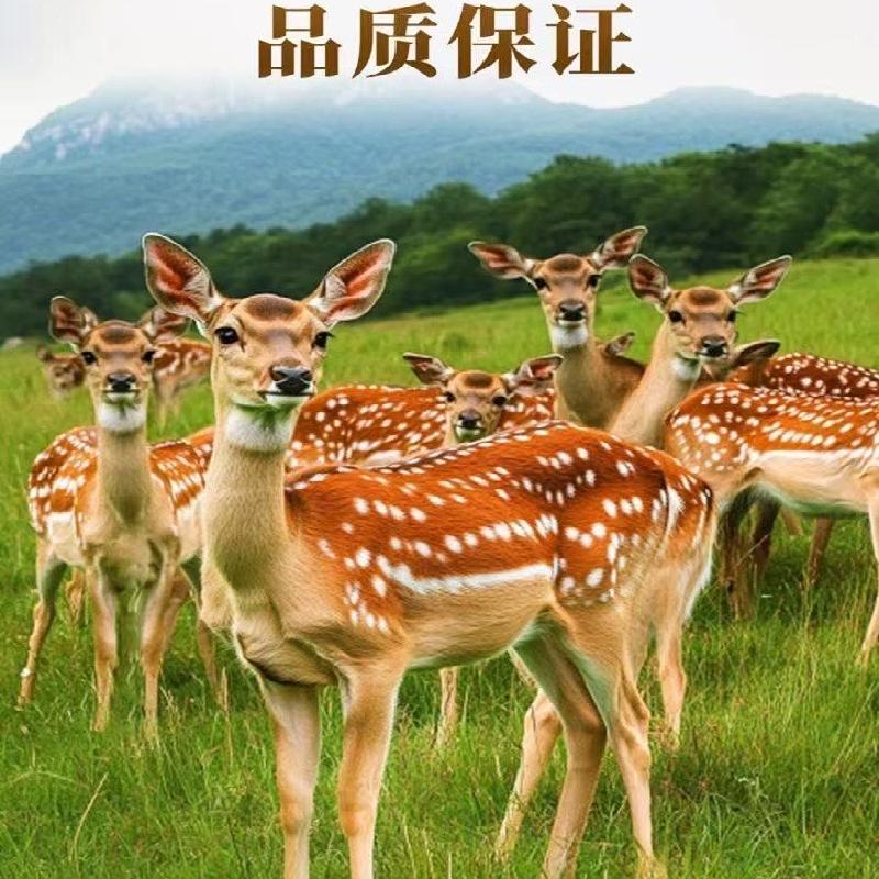 鹿岐黄众严滋补专卖店