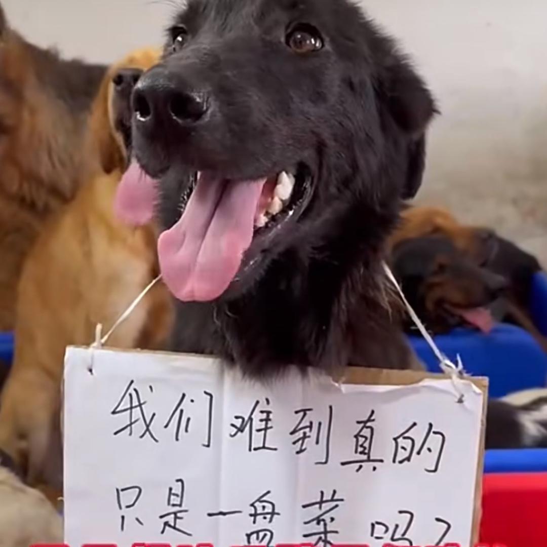 纛卺家园