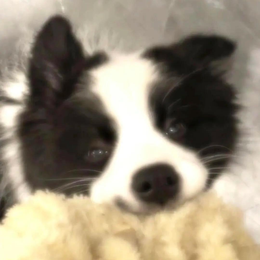 小狗要过假期