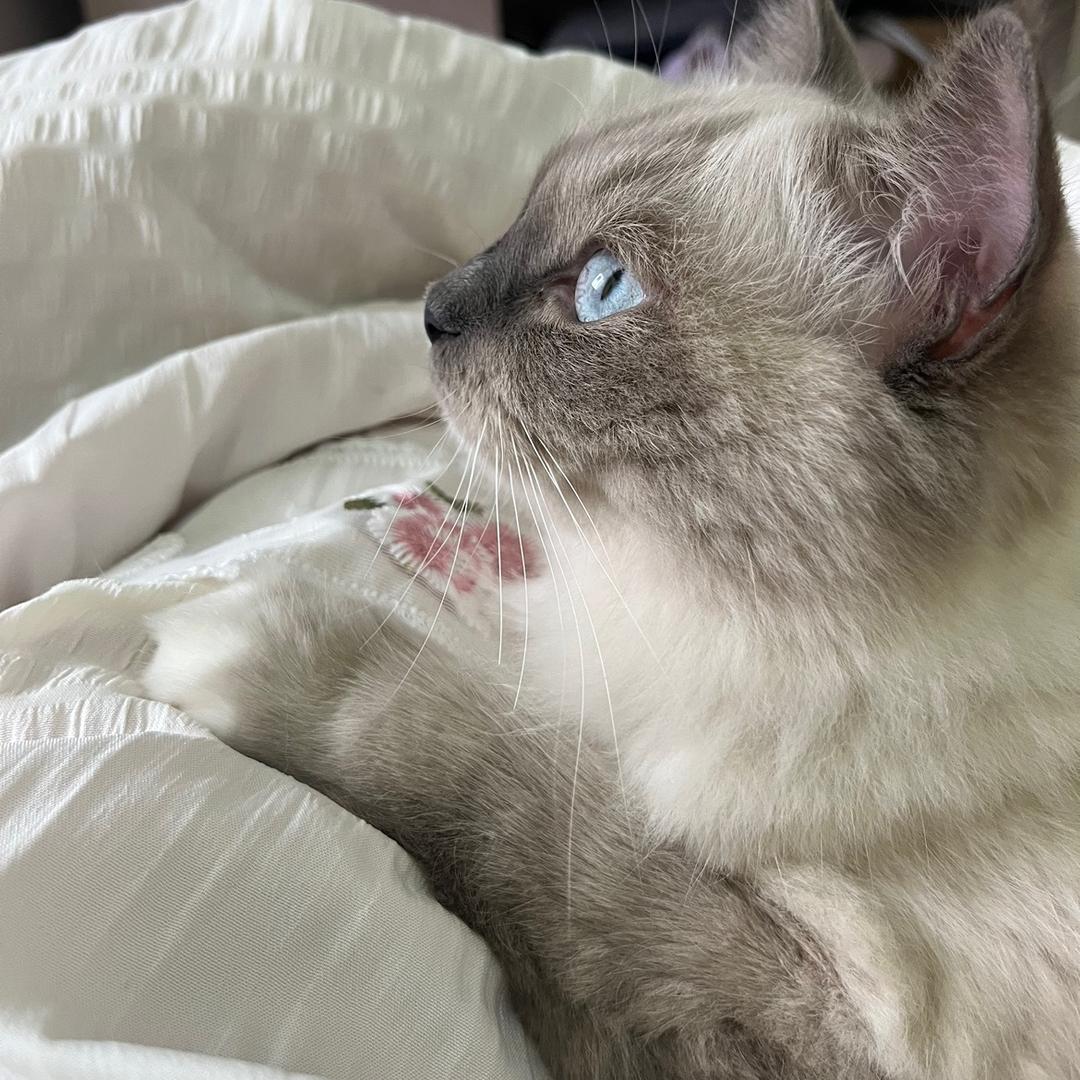 姆噜姆噜