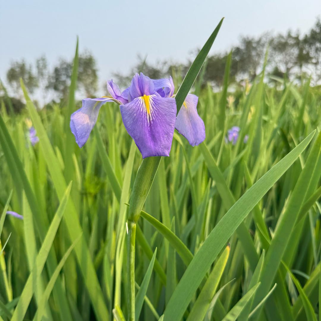 面朝大海春暖花开