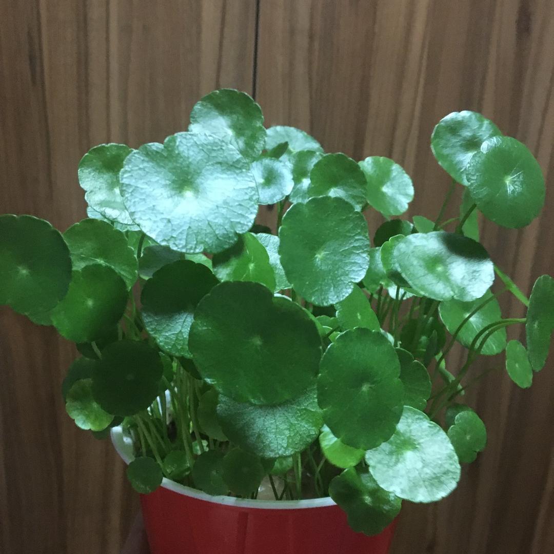 春花❀❀