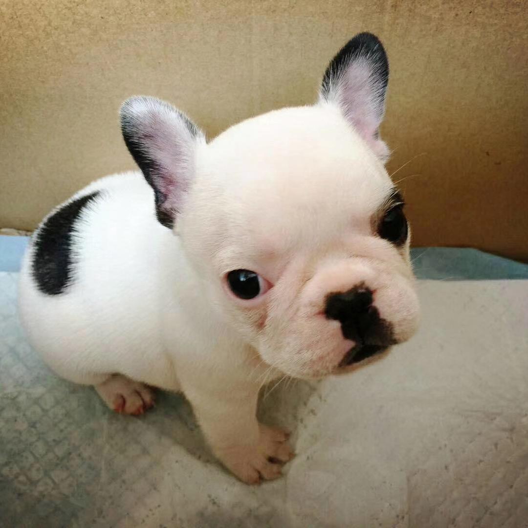 豆豆真的好可爱