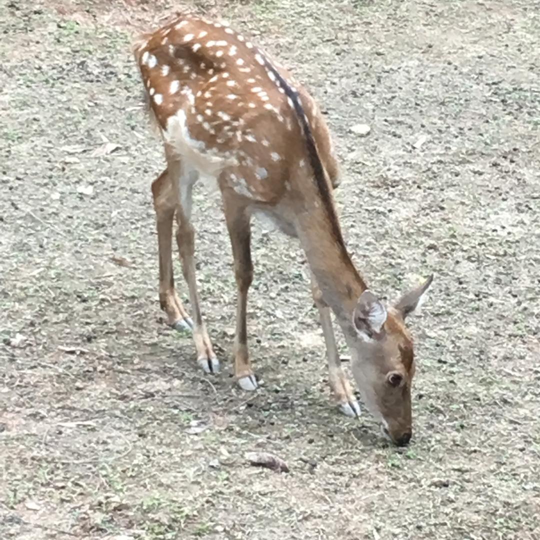苹果山楂茶源头工厂