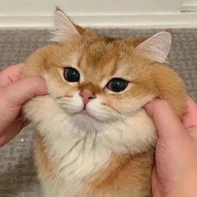花花🌸