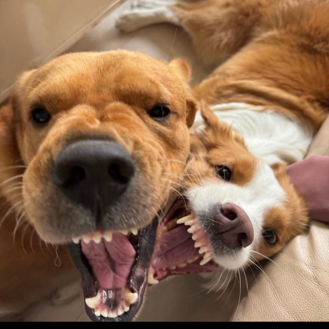 嘉🐶🐕‍🦺
