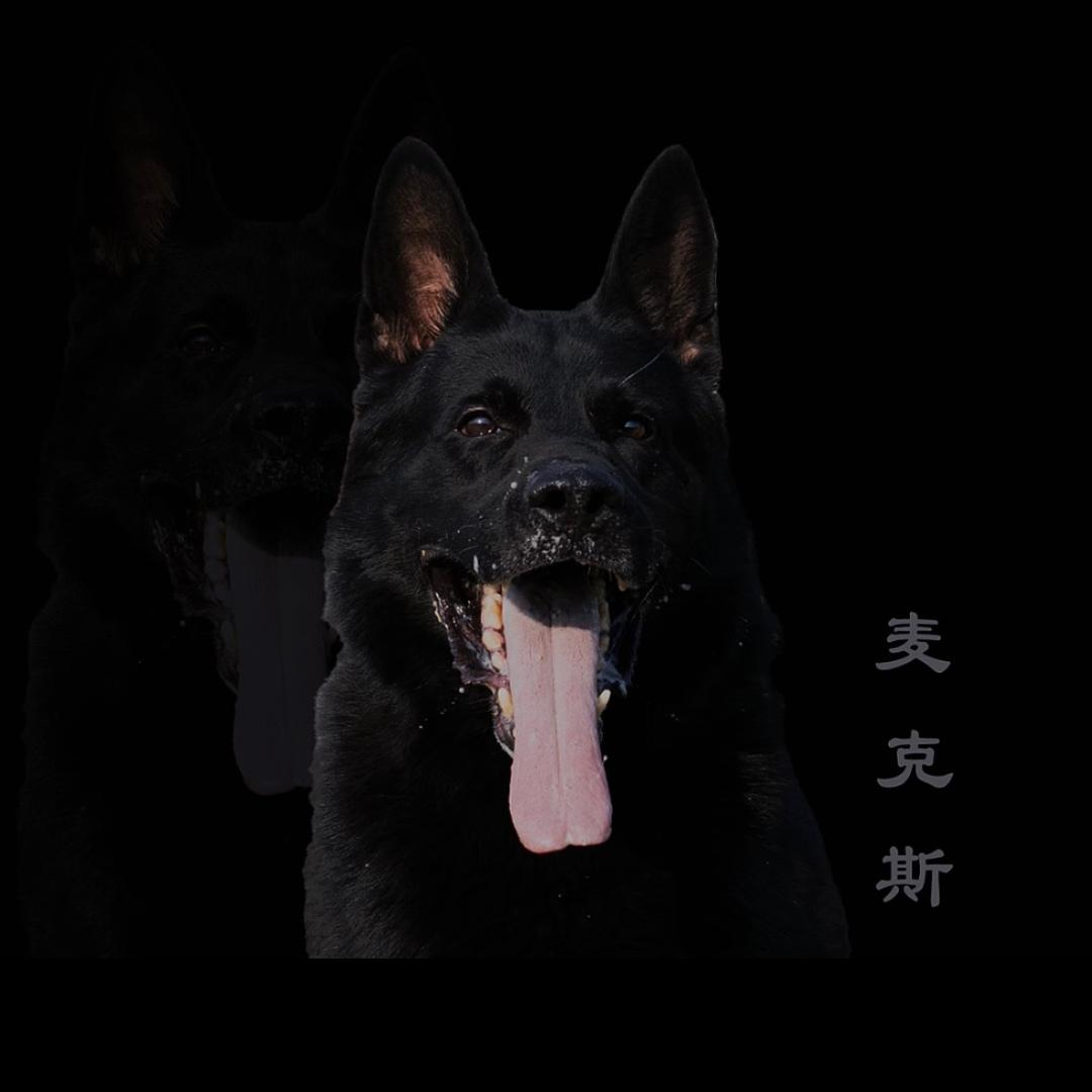 焦作树林犬业